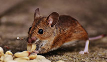 24 Hour & Emergency Exterminators in Tarawa Ter, NC
